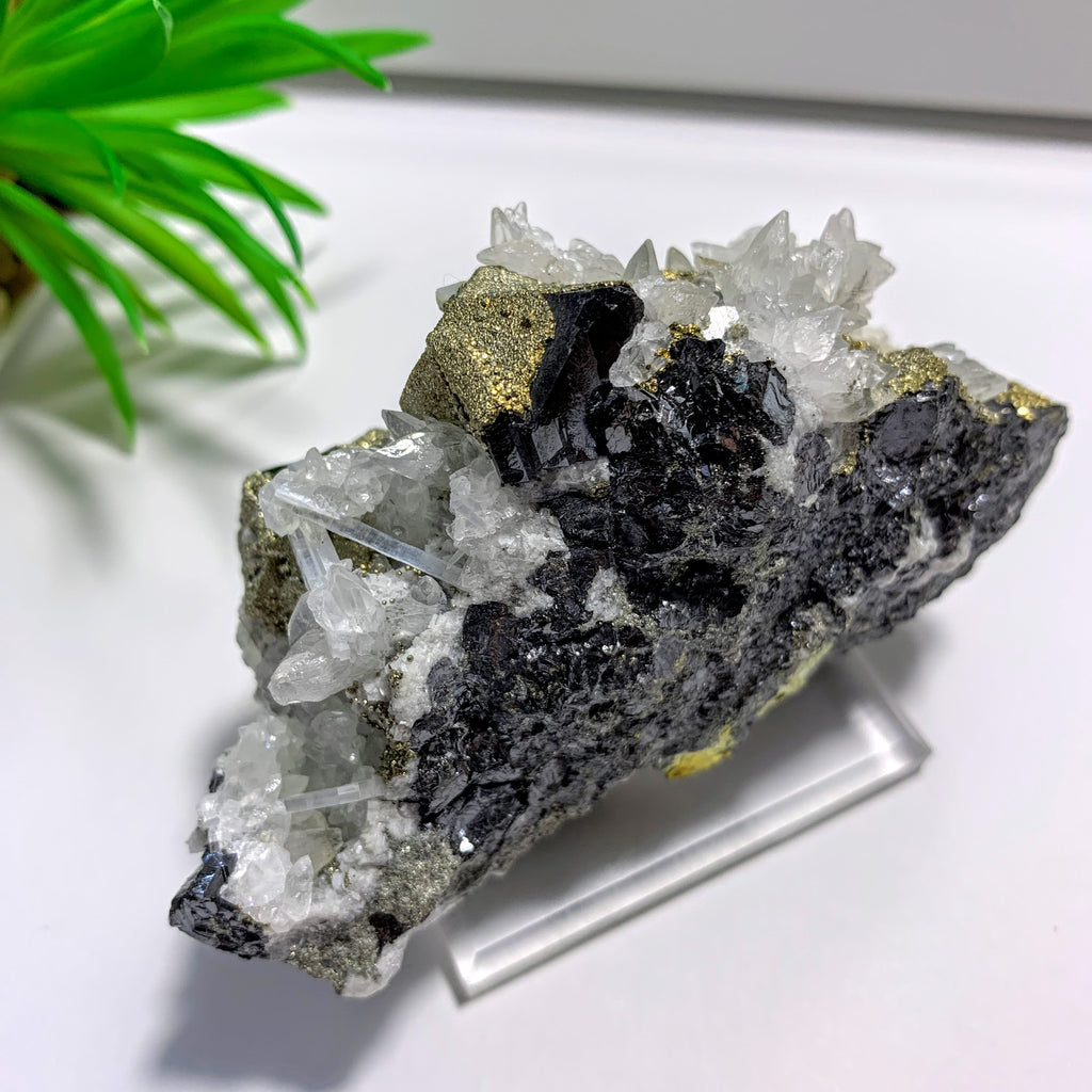 Collectors Specimen~ Sphalerite with Pyrite, Calcite & Anhydrite from Naica, Mexico on Display Stand - Earth Family Crystals