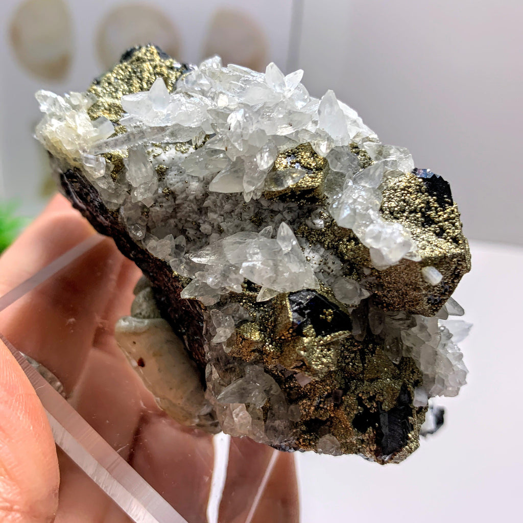 Collectors Specimen~ Sphalerite with Pyrite, Calcite & Anhydrite from Naica, Mexico on Display Stand - Earth Family Crystals