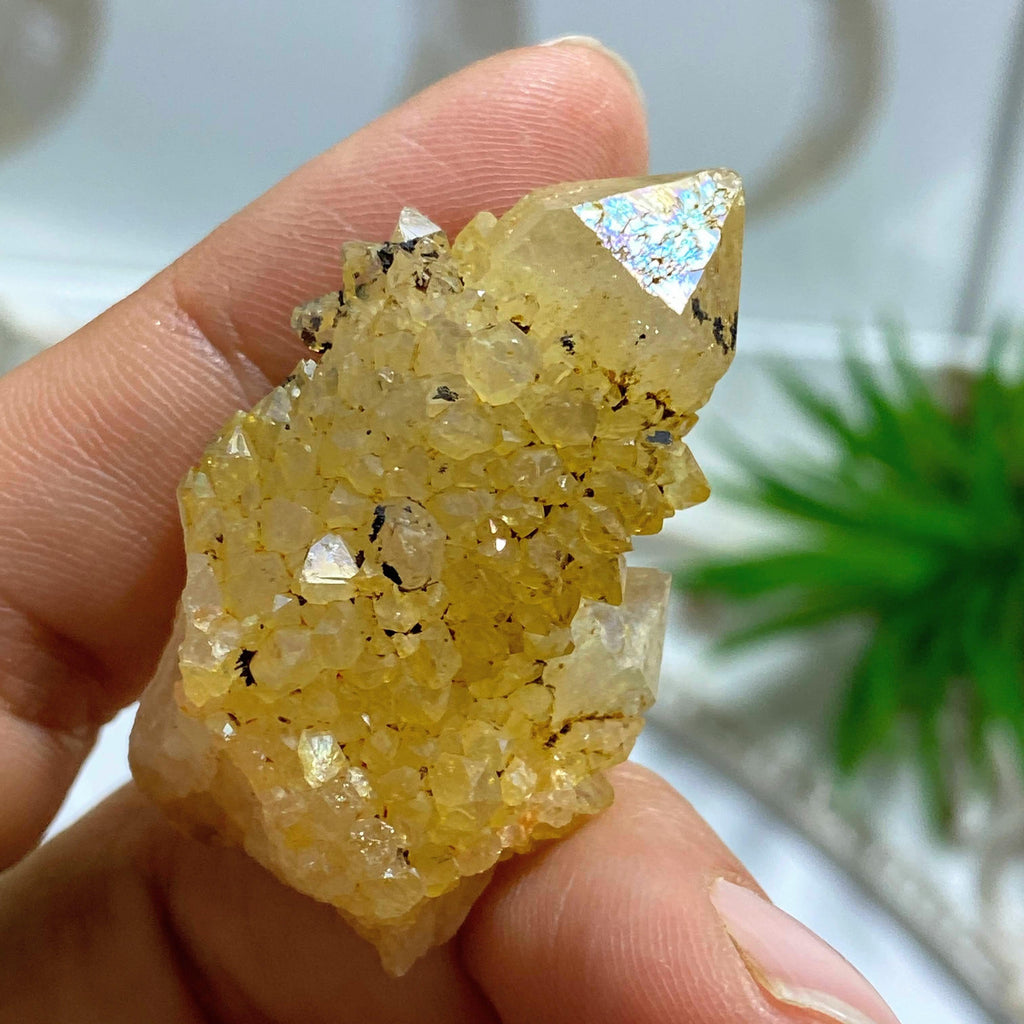 Natural Citrine Spirit Quartz Point~ Locality: S.Africa #2 - Earth Family Crystals