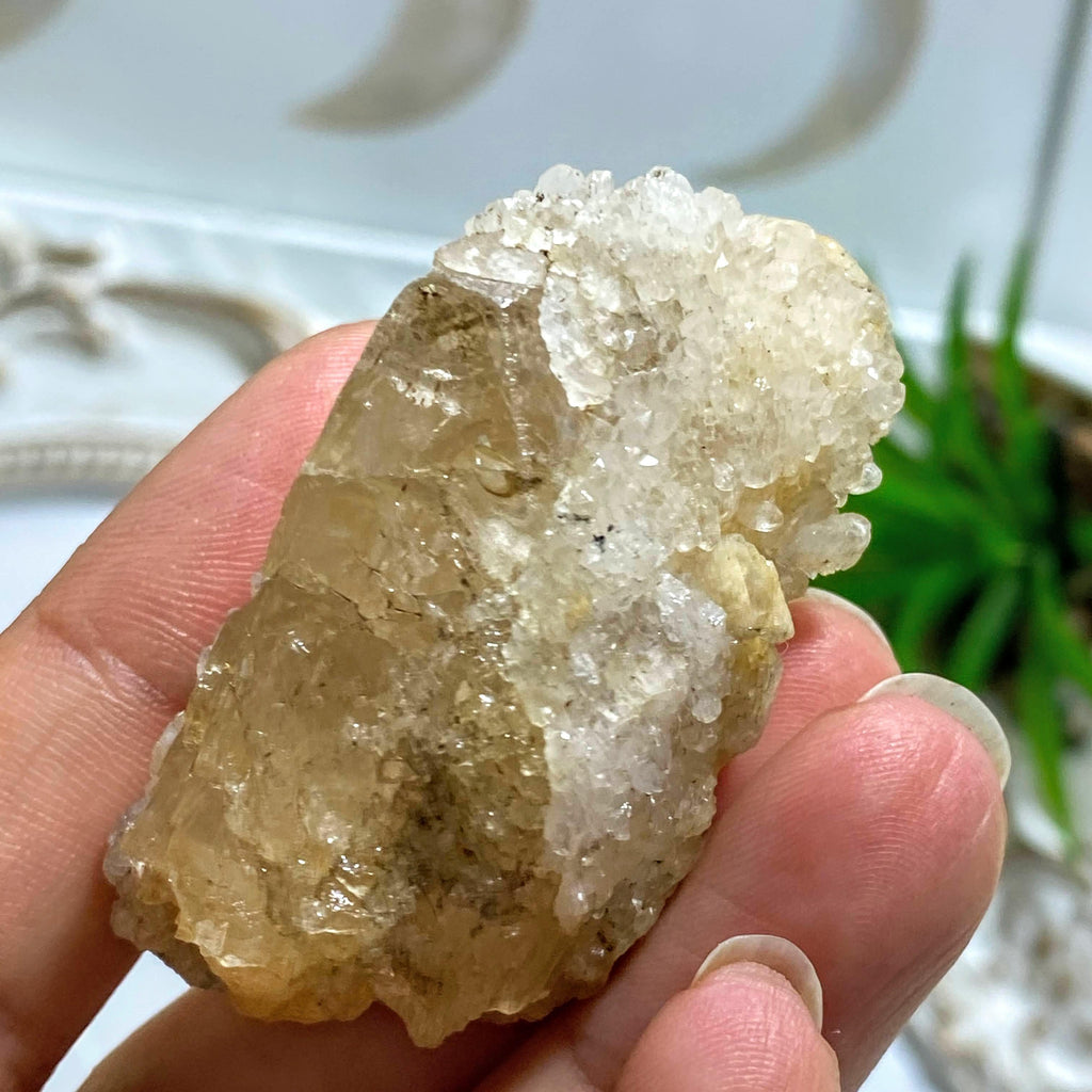Unpolished Natural Danburite Point with Crusted Quartz Drusy From Mexico - Earth Family Crystals