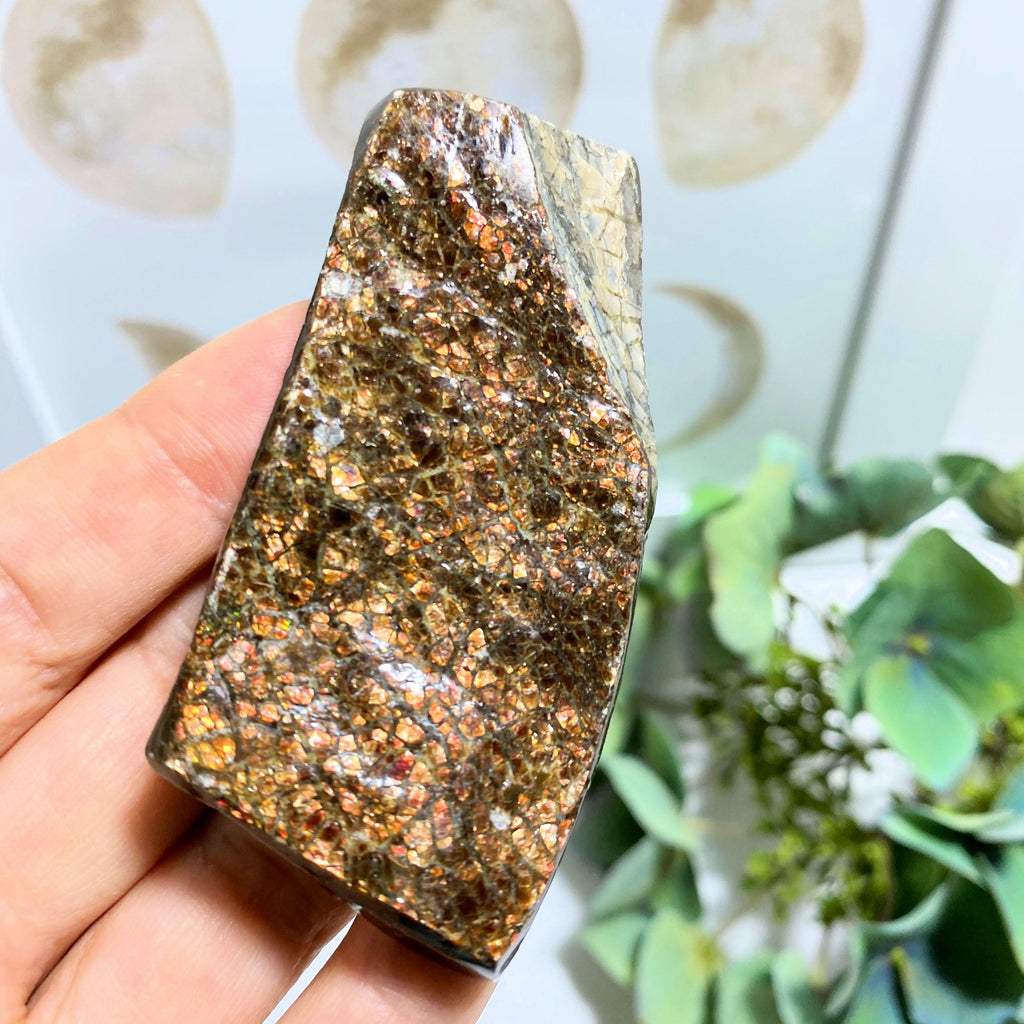 Ammolite Hand Held Specimen~ Locality Alberta, Canada - Earth Family Crystals