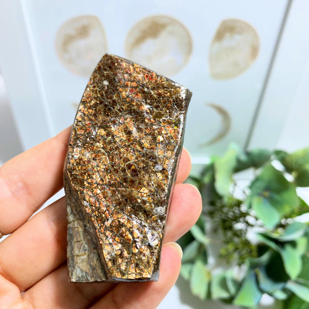 Ammolite Hand Held Specimen~ Locality Alberta, Canada - Earth Family Crystals