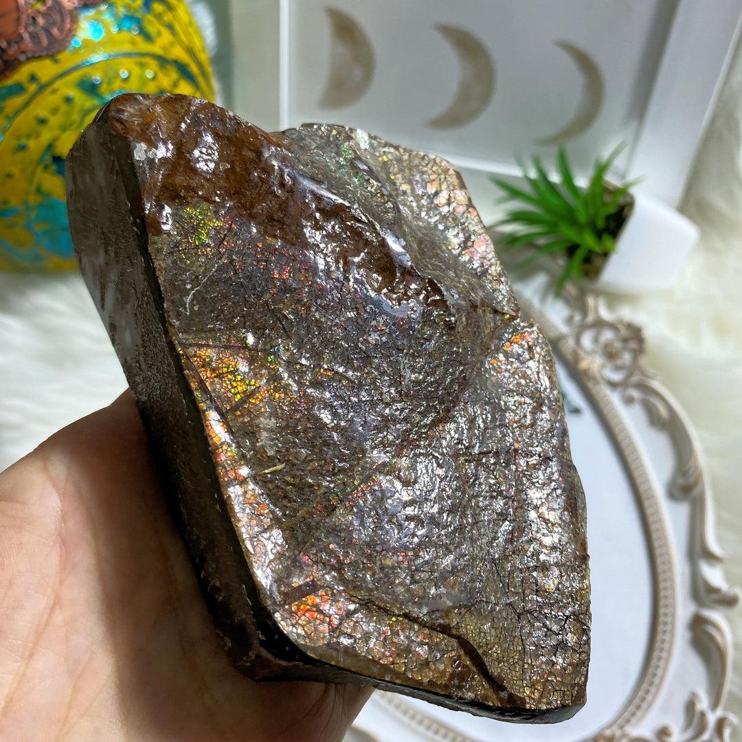 Incredible & Rare Partial Ammolite Fossil Chunky Standing Display Specimen ~Locality Alberta, Canada - Earth Family Crystals