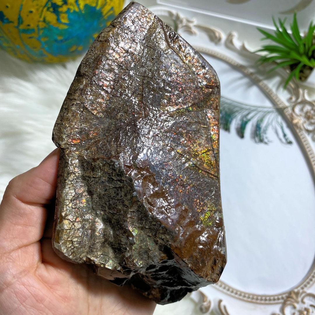 Incredible & Rare Partial Ammolite Fossil Chunky Standing Display Specimen ~Locality Alberta, Canada - Earth Family Crystals
