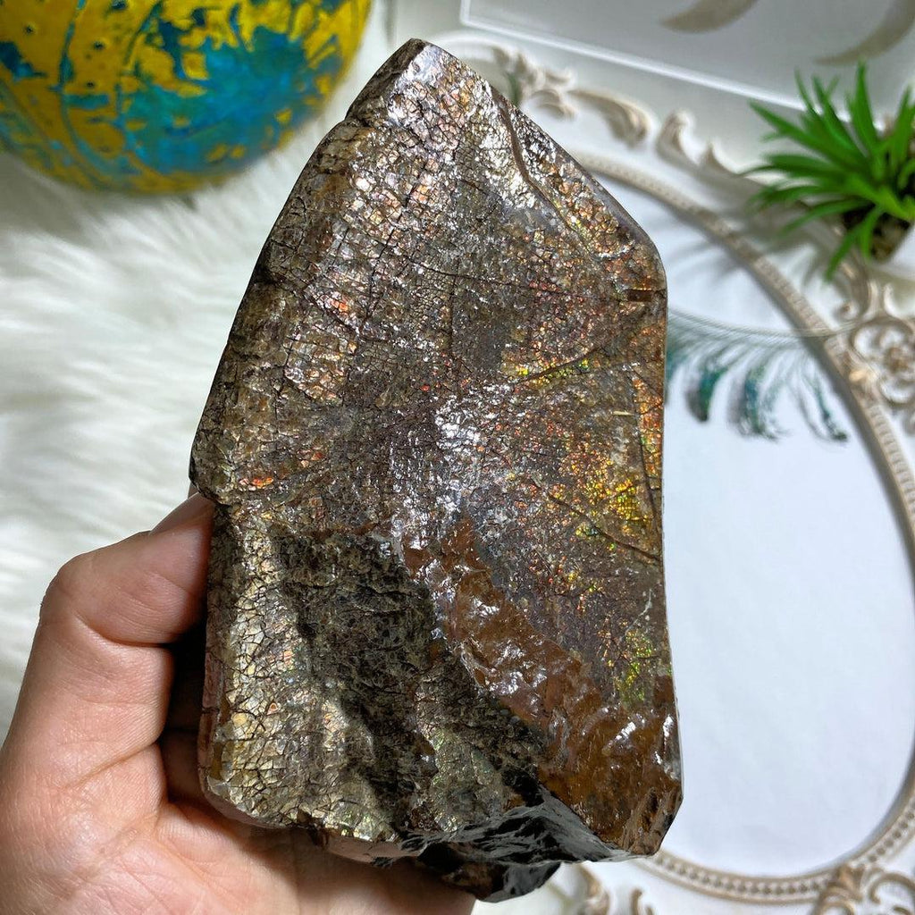 Incredible & Rare Partial Ammolite Fossil Chunky Standing Display Specimen ~Locality Alberta, Canada - Earth Family Crystals