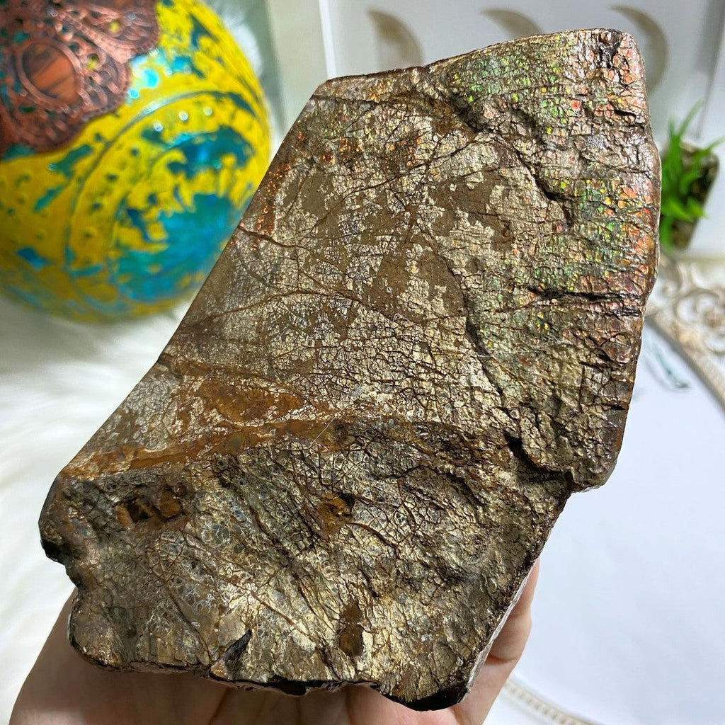 Incredible & Rare Partial Ammolite Fossil Chunky Standing Display Specimen ~Locality Alberta, Canada - Earth Family Crystals