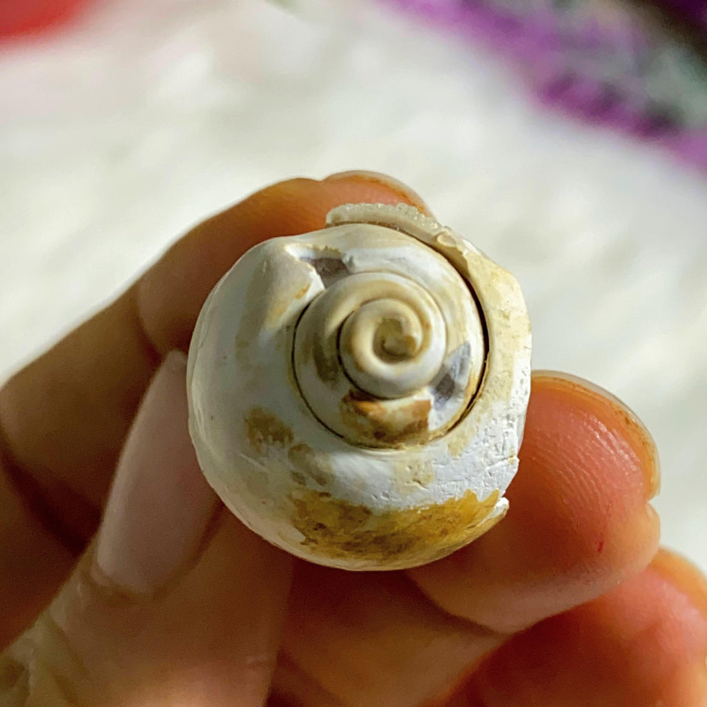 Reserved for Sandy Incredible Spiralite Druzy Gemshell Dainty Specimen From India - Earth Family Crystals