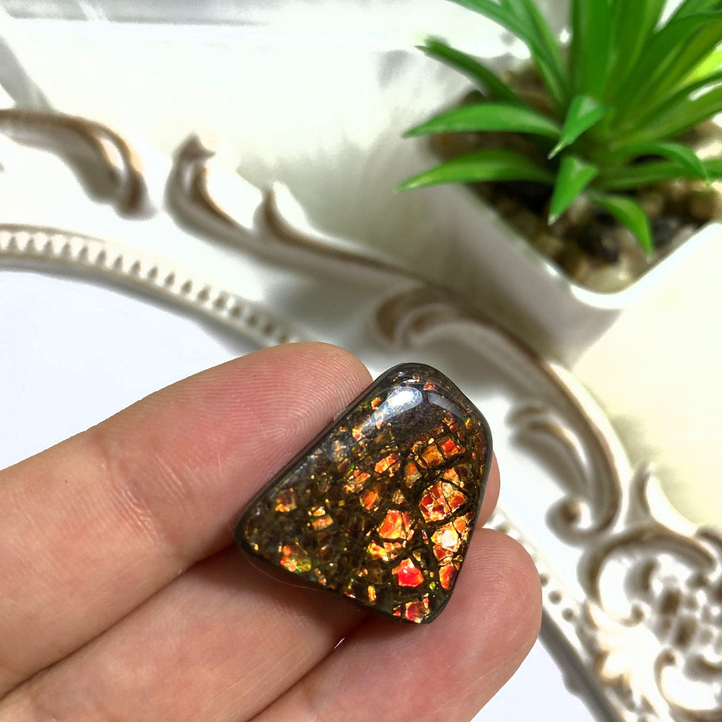 Beautiful Ammolite Fossil Cabochon From Alberta ~Ideal for Crafting #3 - Earth Family Crystals