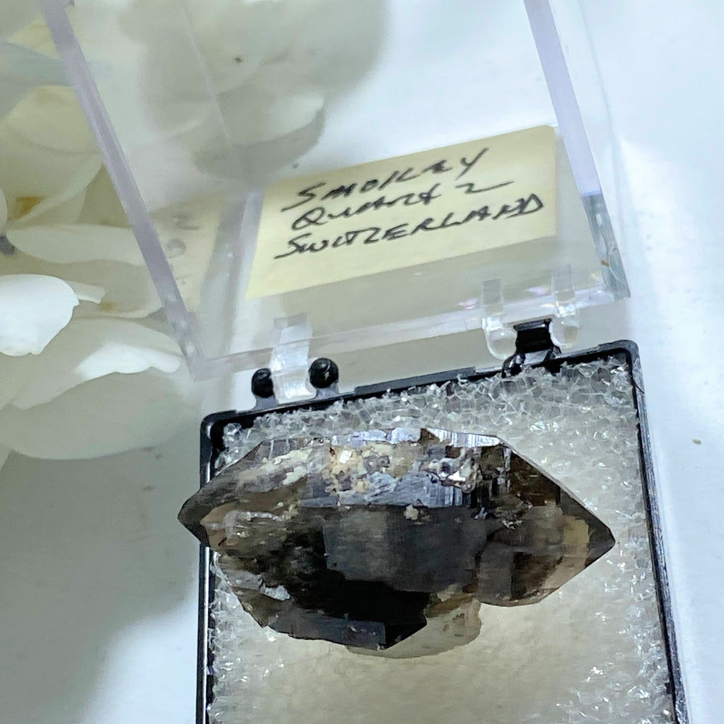 Very Rare! Swiss Smoky Quartz Double Terminated Specimen in Collectors Box~ Locality: La Neuve, Switzerland - Earth Family Crystals