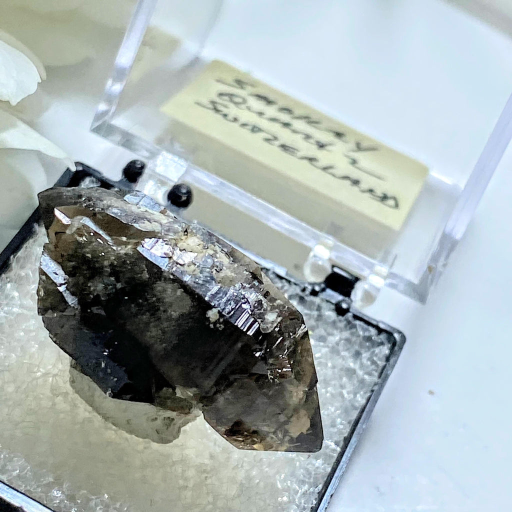 Very Rare! Swiss Smoky Quartz Double Terminated Specimen in Collectors Box~ Locality: La Neuve, Switzerland - Earth Family Crystals