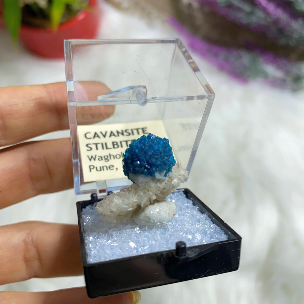 Blue Cavansite Nestled on Sparkly Stilbite Matrix in Collectors Box From Pune, India - Earth Family Crystals