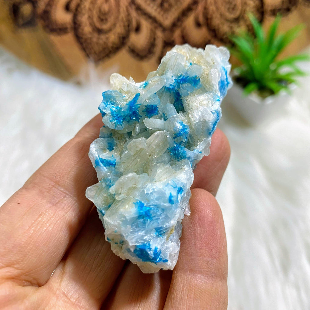 Vibrant Electric Blue Natural Cavansite Nestled in Stilbite Matrix From India - Earth Family Crystals