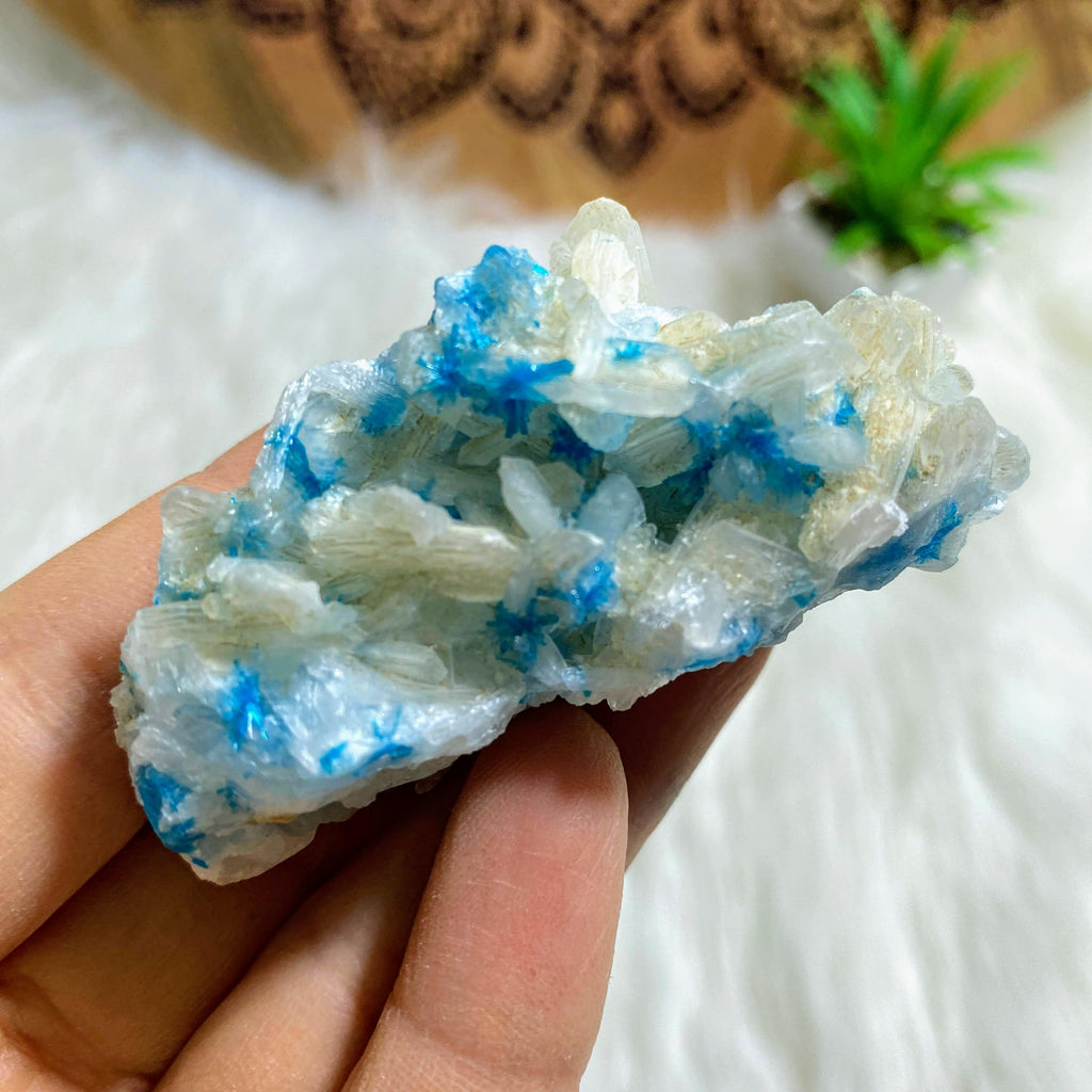Vibrant Electric Blue Natural Cavansite Nestled in Stilbite Matrix From India - Earth Family Crystals