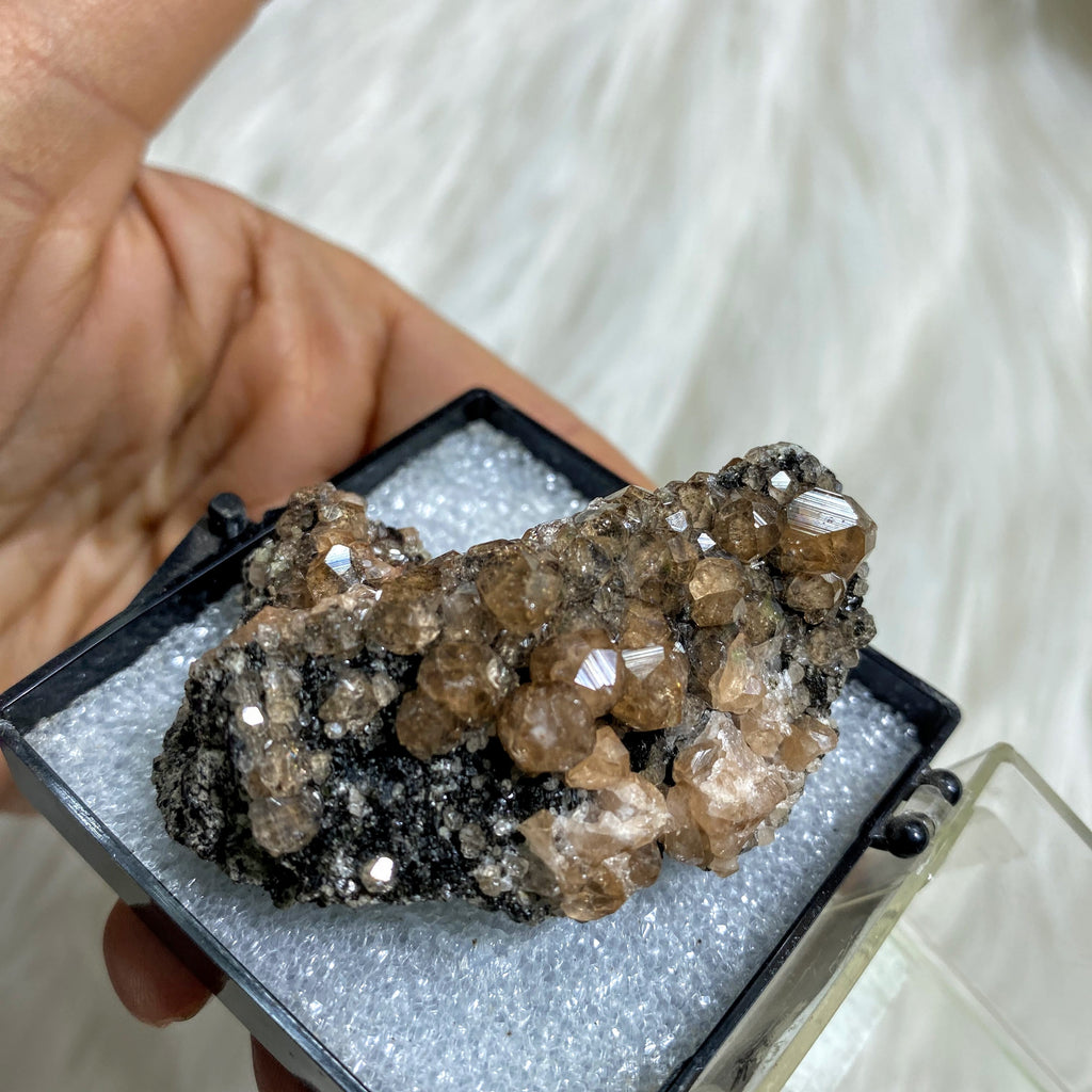 Rare Collectors Hessonite Garnet Specimen in Collectors Box~Locality: Ontario, Canada - Earth Family Crystals