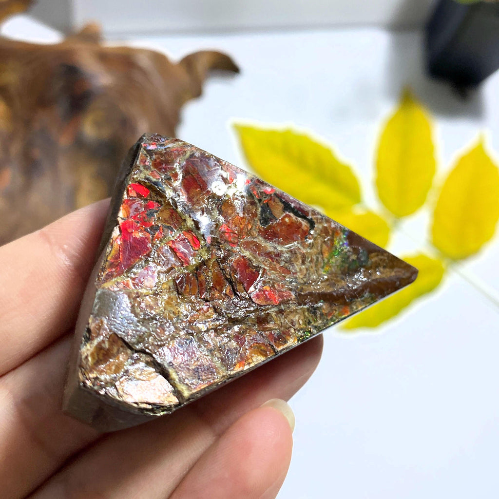 Genuine Alberta Ammolite Fossil Free Form Hand Held Specimen #1 - Earth Family Crystals