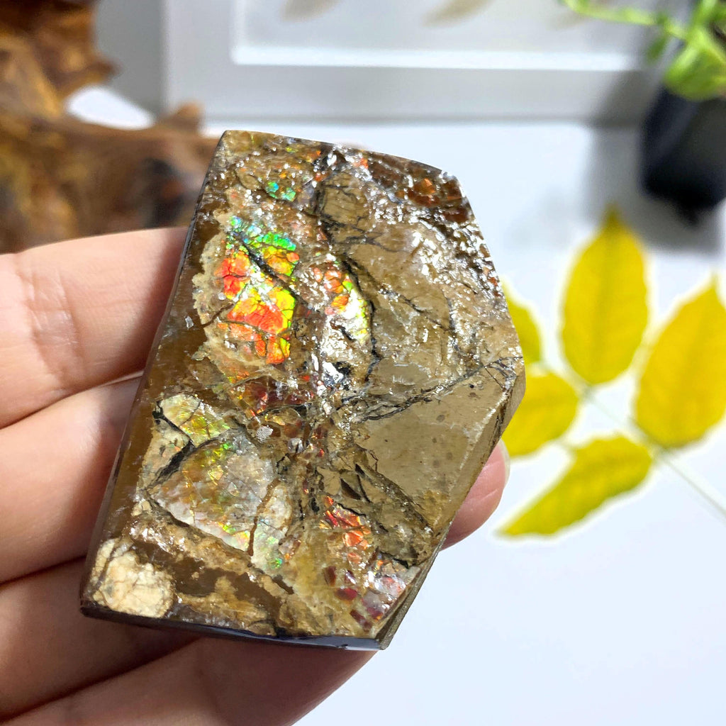 Genuine Alberta Ammolite Fossil Free Form Hand Held Specimen #2 - Earth Family Crystals
