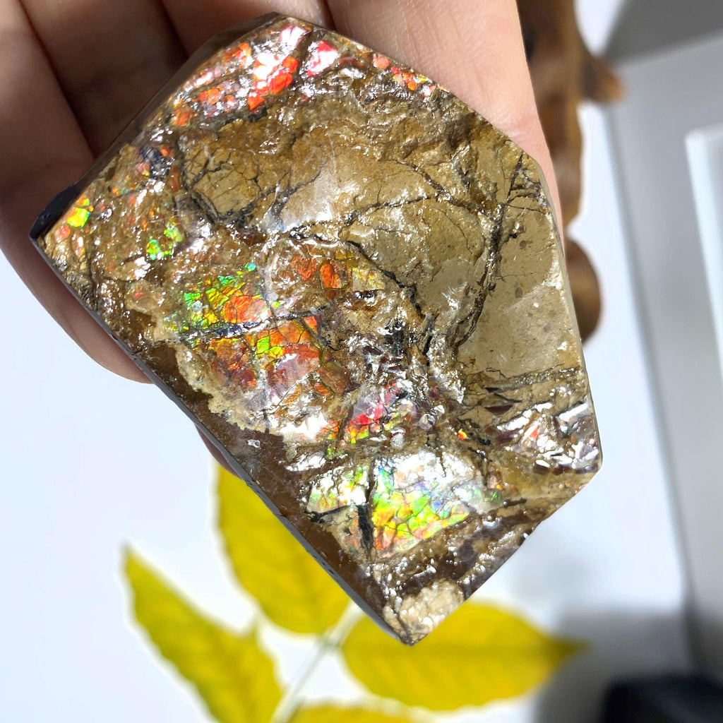 Genuine Alberta Ammolite Fossil Free Form Hand Held Specimen #2 - Earth Family Crystals