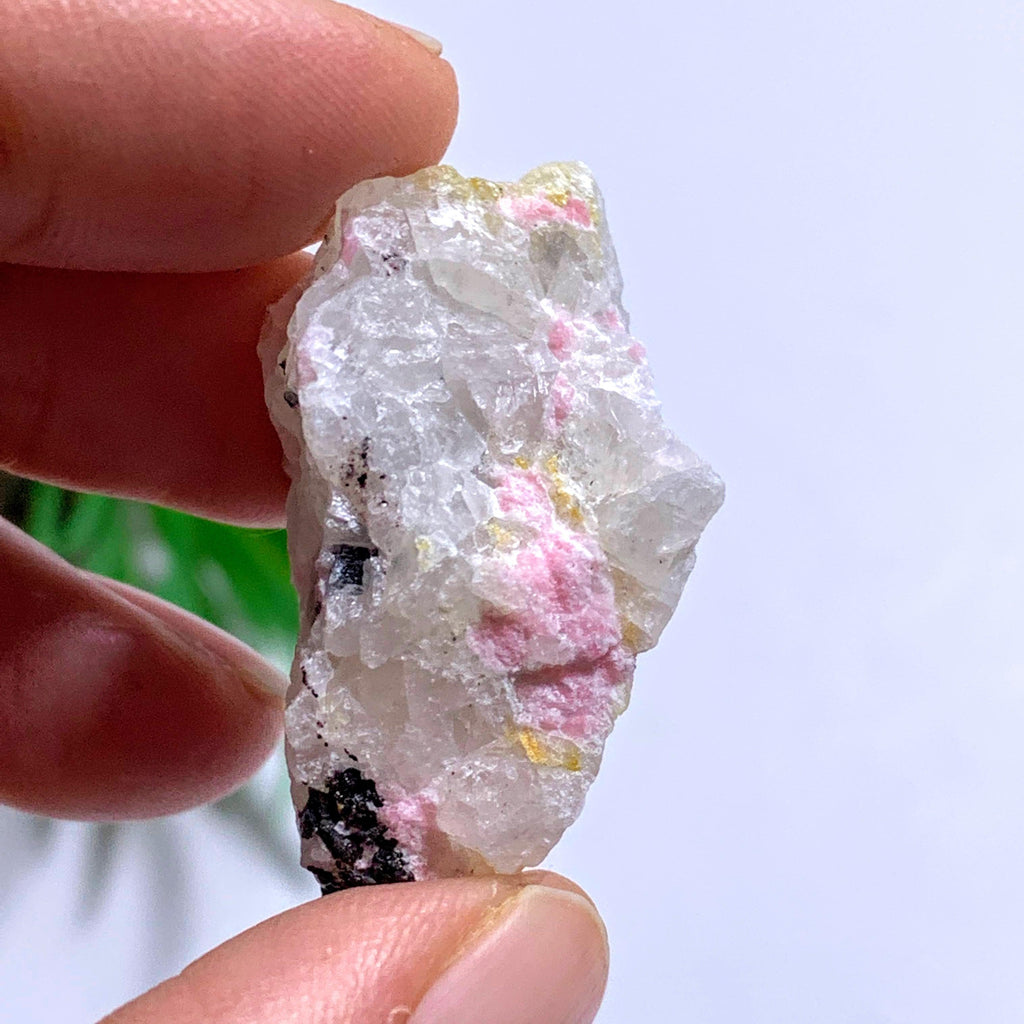 Tugtupite & White Natrolite Rare Collectors Specimen From Greenland - Earth Family Crystals