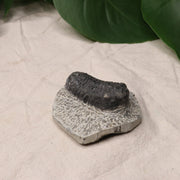 Moroccan Trilobite Fossil~ Phacops rana Specimen #1 - Earth Family Crystals