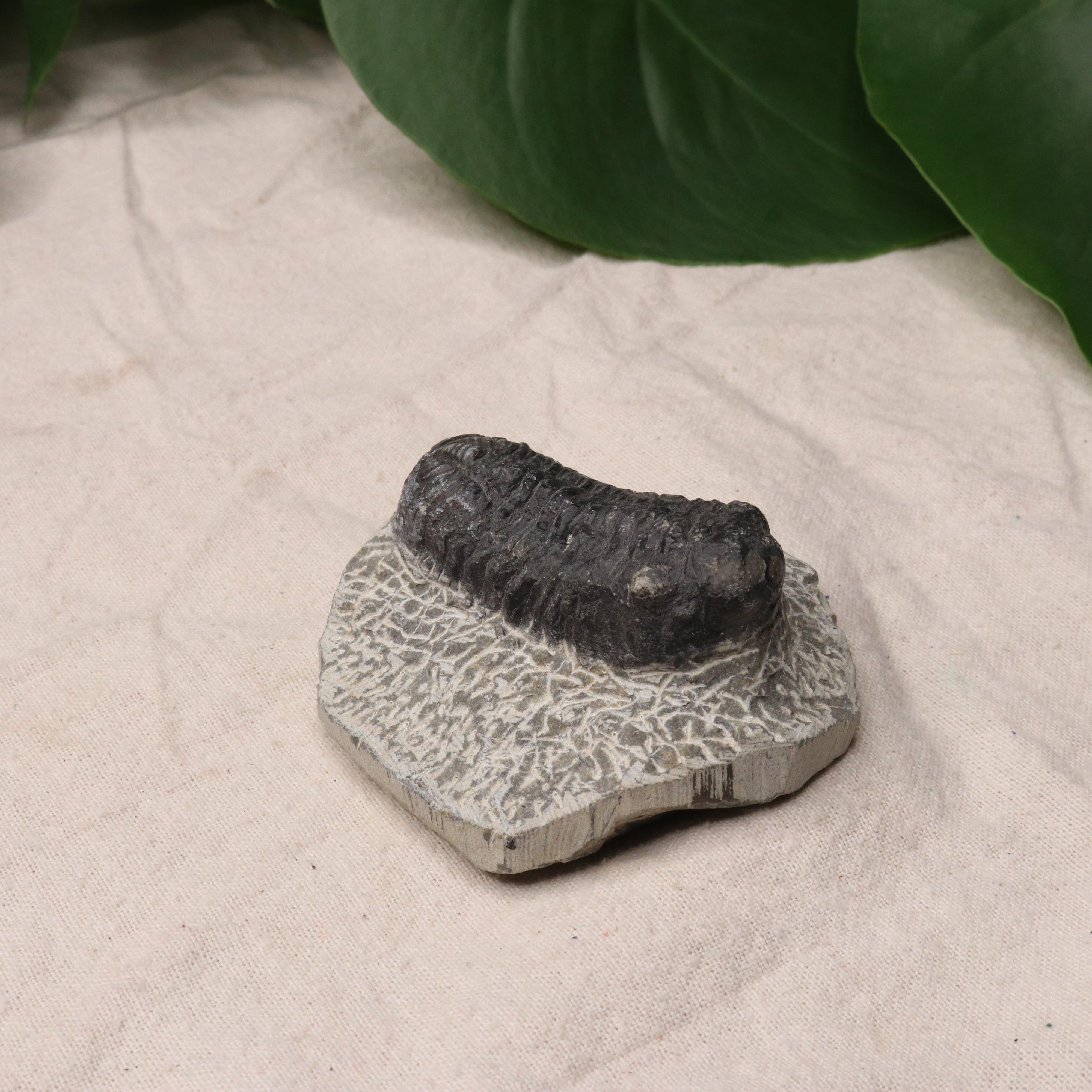 Moroccan Trilobite Fossil~ Phacops rana Specimen #1 - Earth Family Crystals
