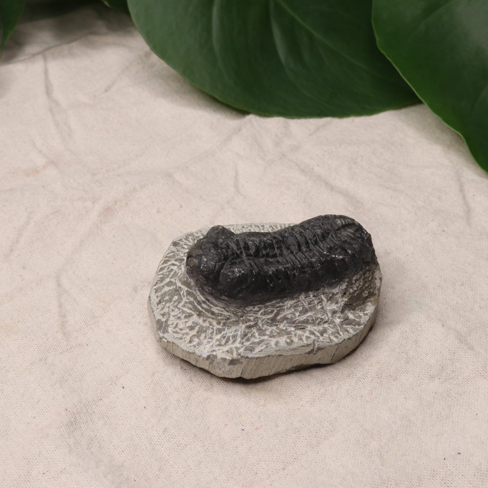 Moroccan Trilobite Fossil~ Phacops rana Specimen #1 - Earth Family Crystals