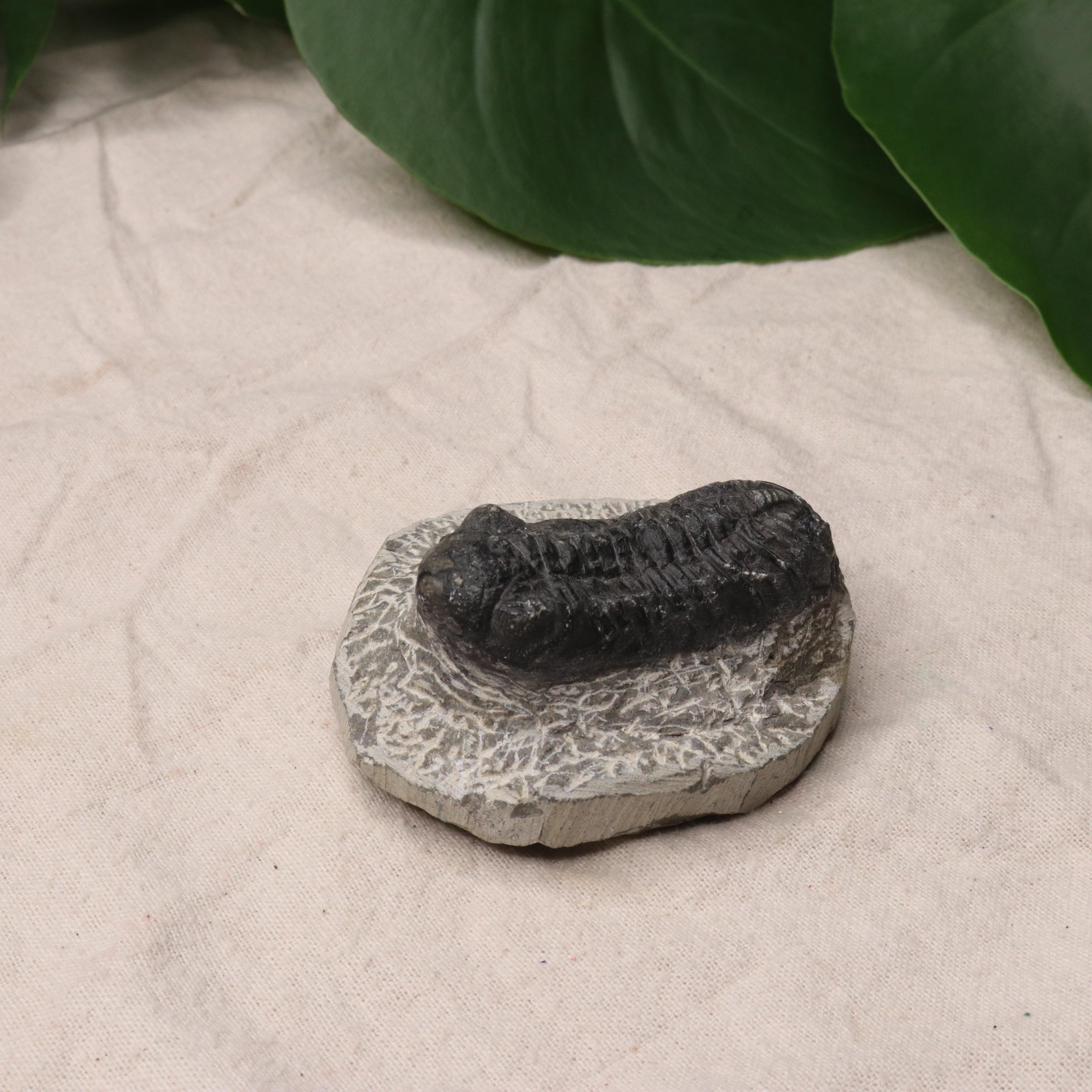 Moroccan Trilobite Fossil~ Phacops rana Specimen #1 - Earth Family Crystals