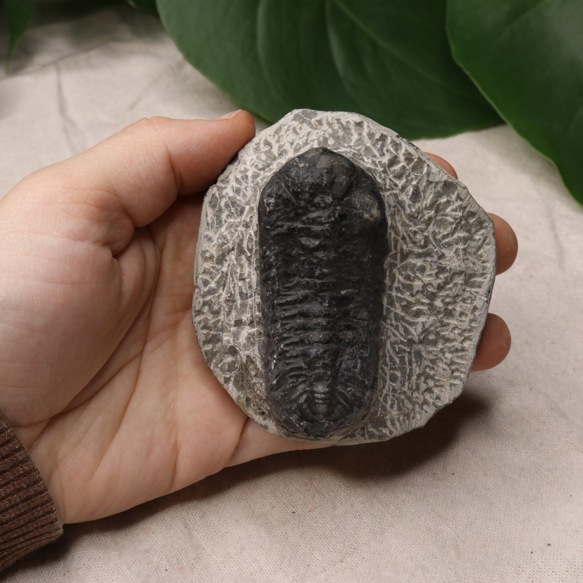 Moroccan Trilobite Fossil~ Phacops rana Specimen #1 - Earth Family Crystals