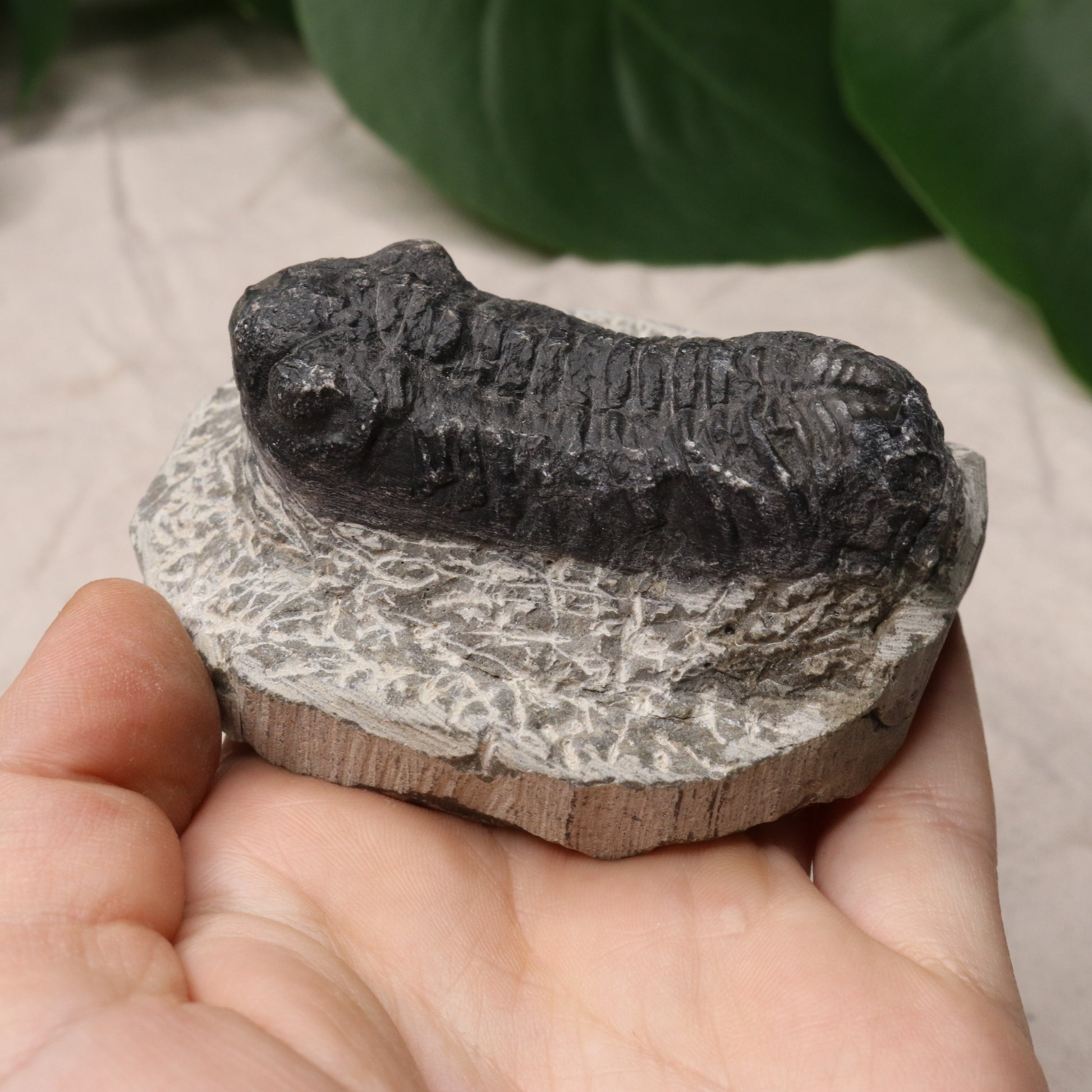 Moroccan Trilobite Fossil~ Phacops rana Specimen #1 - Earth Family Crystals