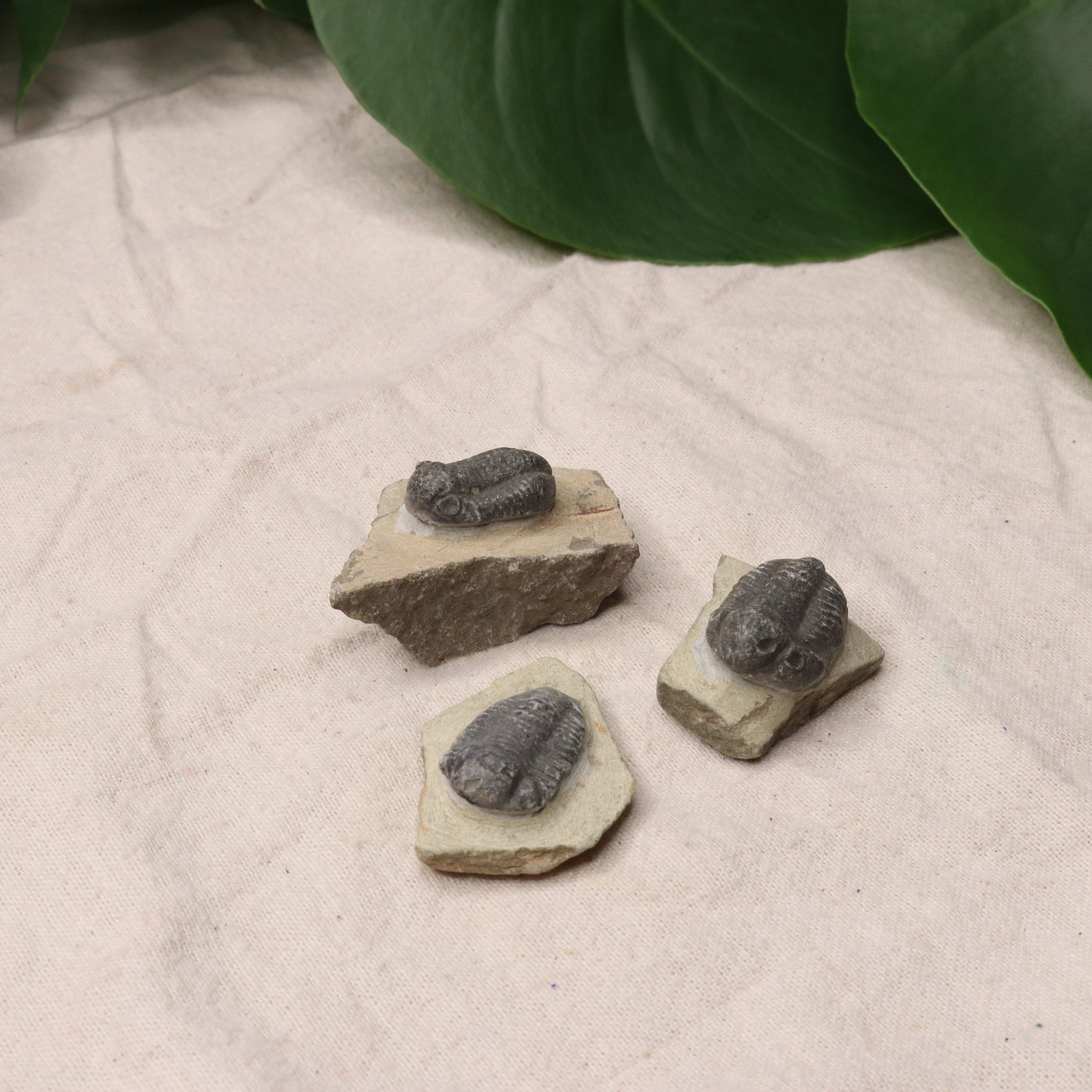 Small Moroccan Trilobite Fossil~ Phacops rana Specimens - Earth Family Crystals