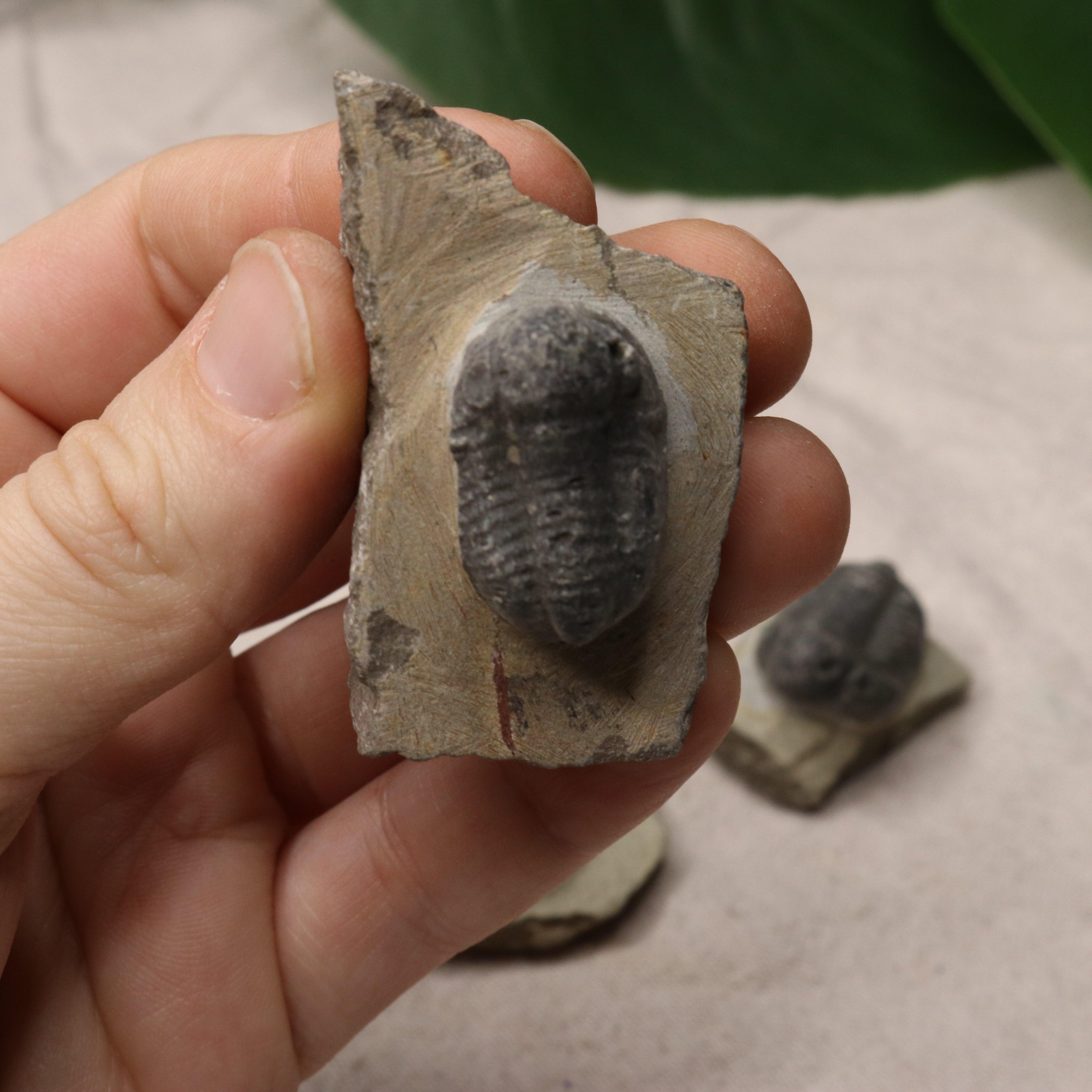Small Moroccan Trilobite Fossil~ Phacops rana Specimens - Earth Family Crystals