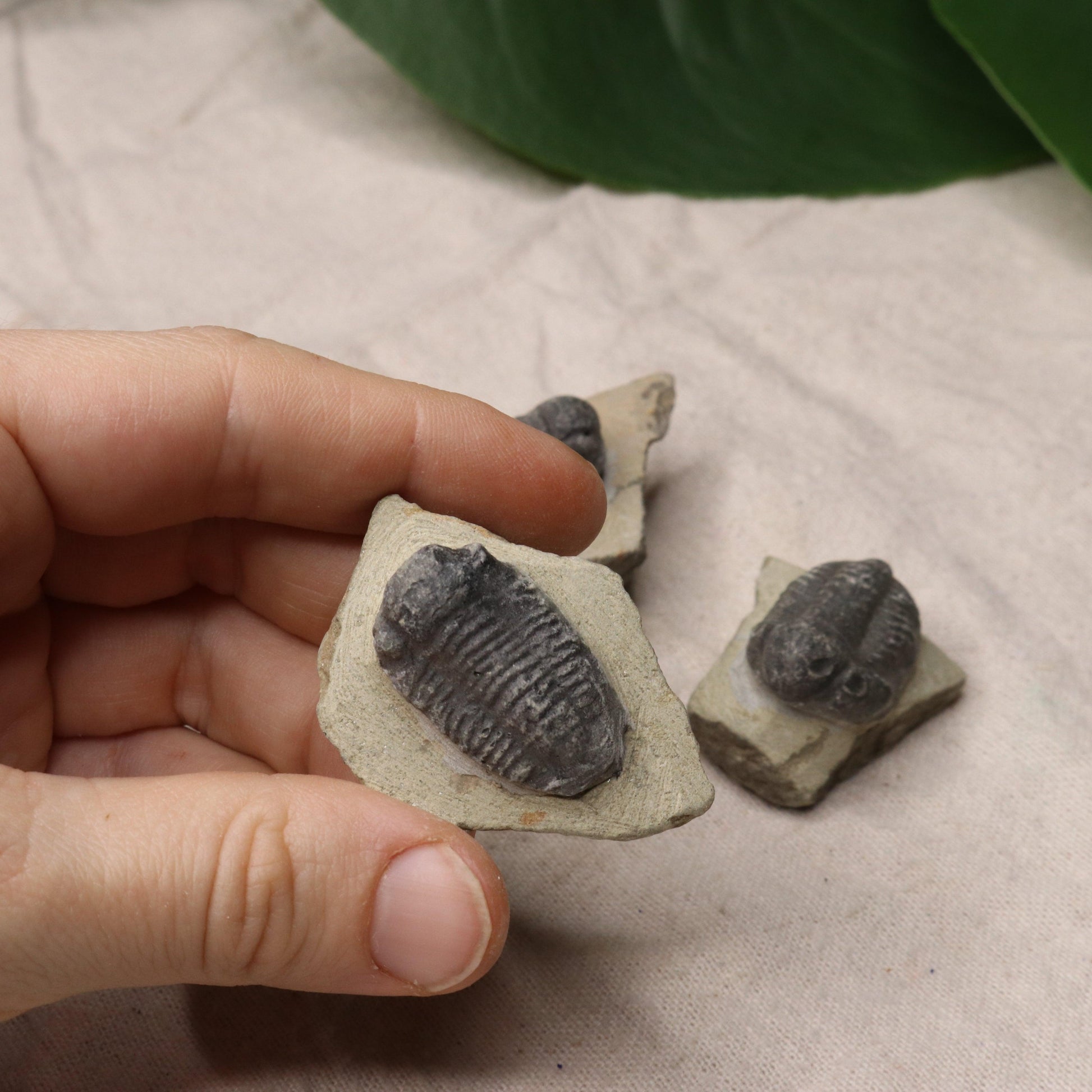 Small Moroccan Trilobite Fossil~ Phacops rana Specimens - Earth Family Crystals