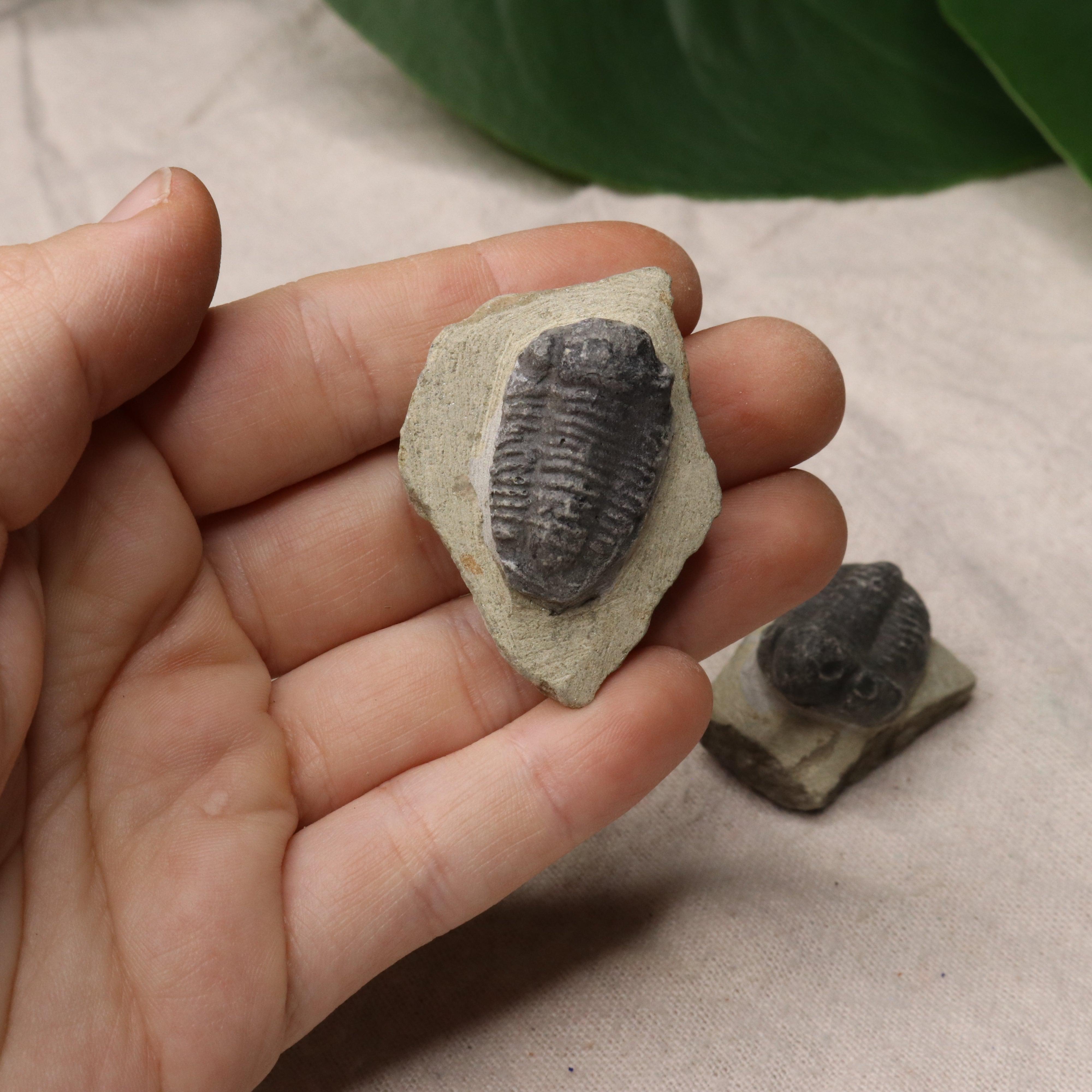 Small Moroccan Trilobite Fossil~ Phacops rana Specimens - Earth Family Crystals