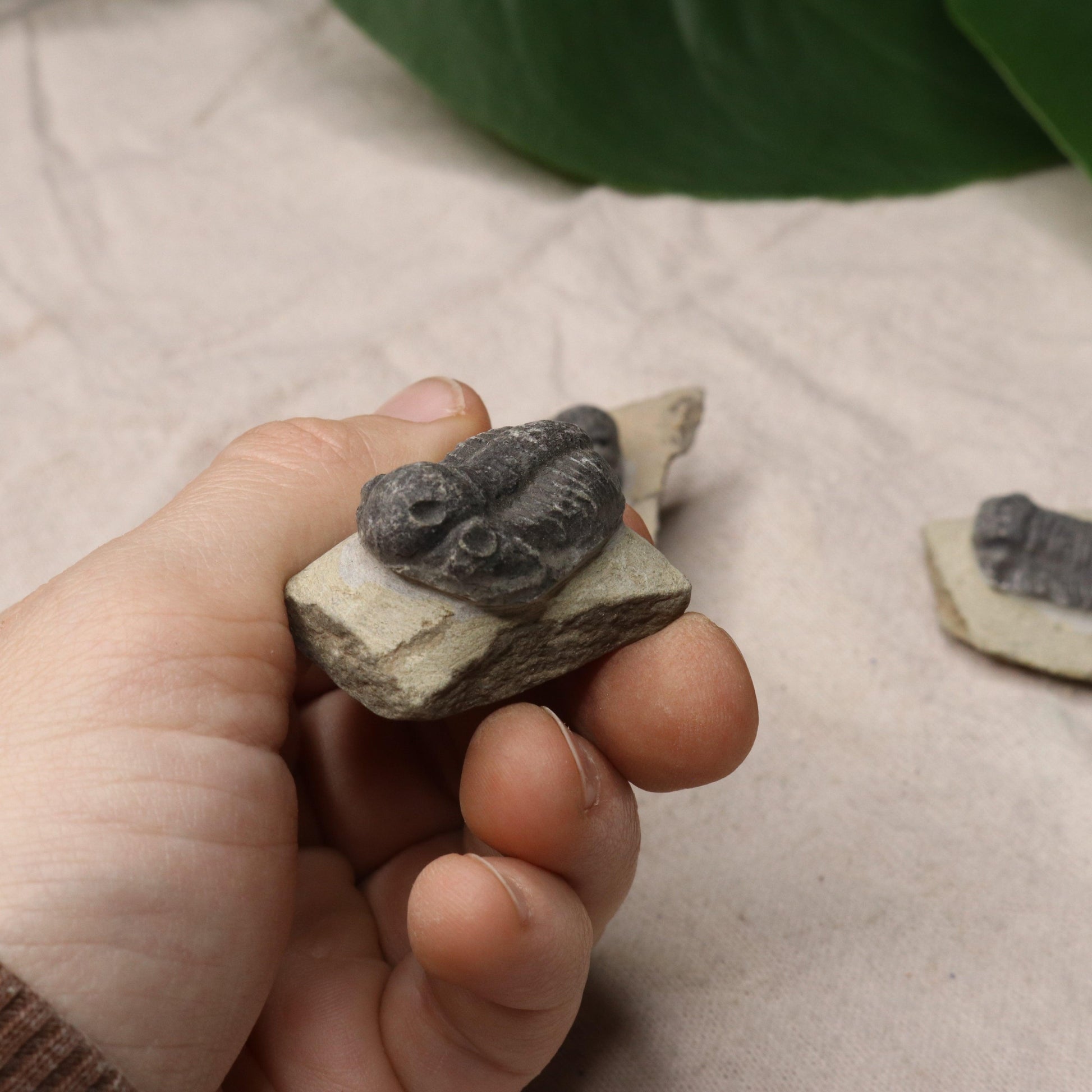 Small Moroccan Trilobite Fossil~ Phacops rana Specimens - Earth Family Crystals
