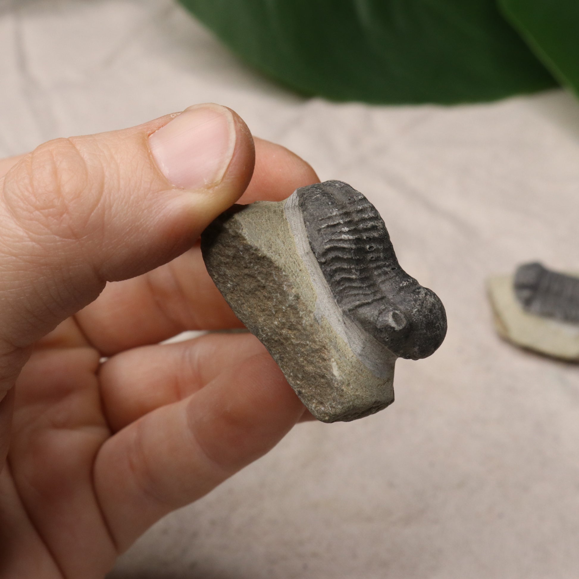 Small Moroccan Trilobite Fossil~ Phacops rana Specimens - Earth Family Crystals