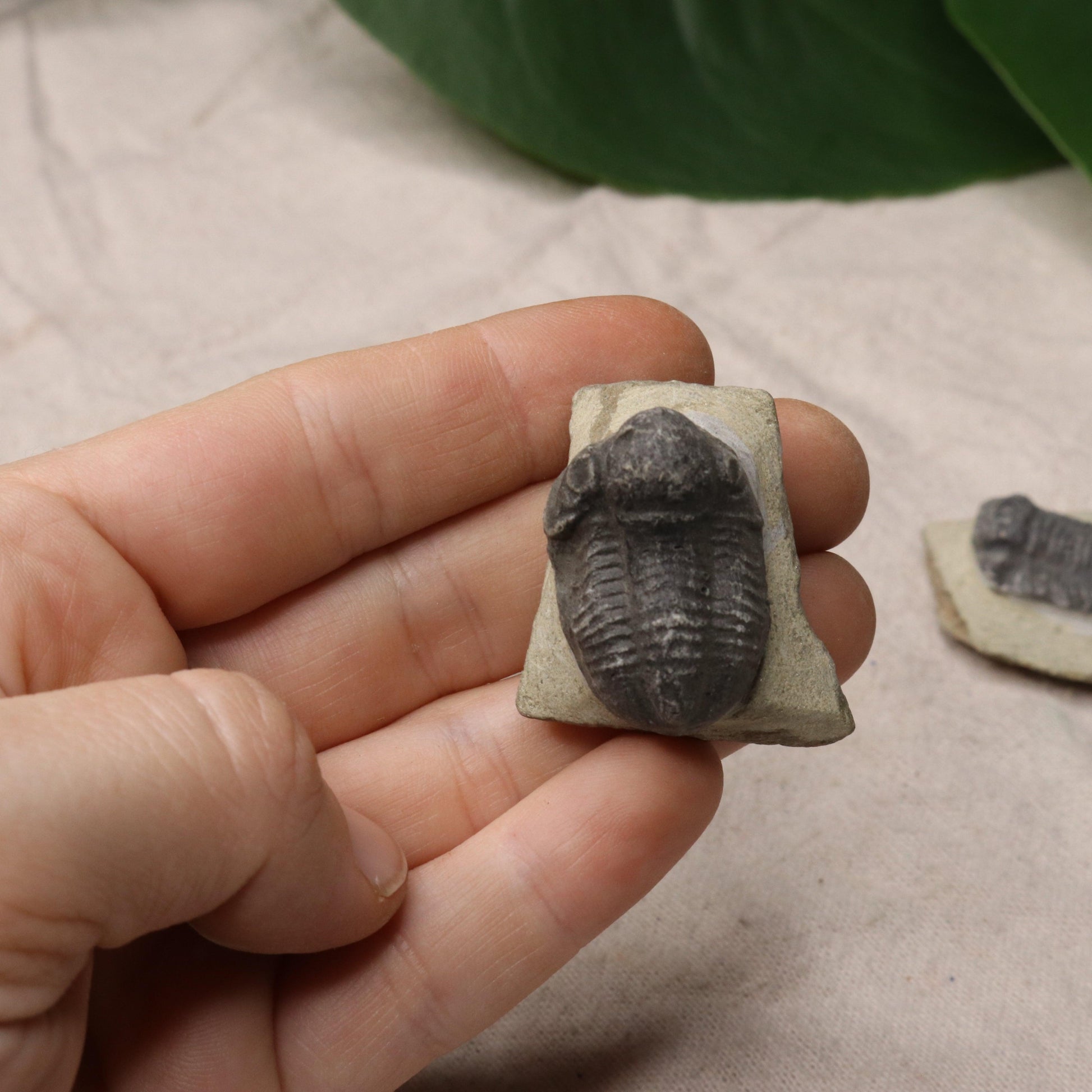 Small Moroccan Trilobite Fossil~ Phacops rana Specimens - Earth Family Crystals