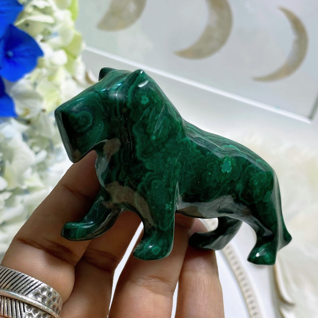 Beautiful Malachite Lion Display Carving #1 - Earth Family Crystals