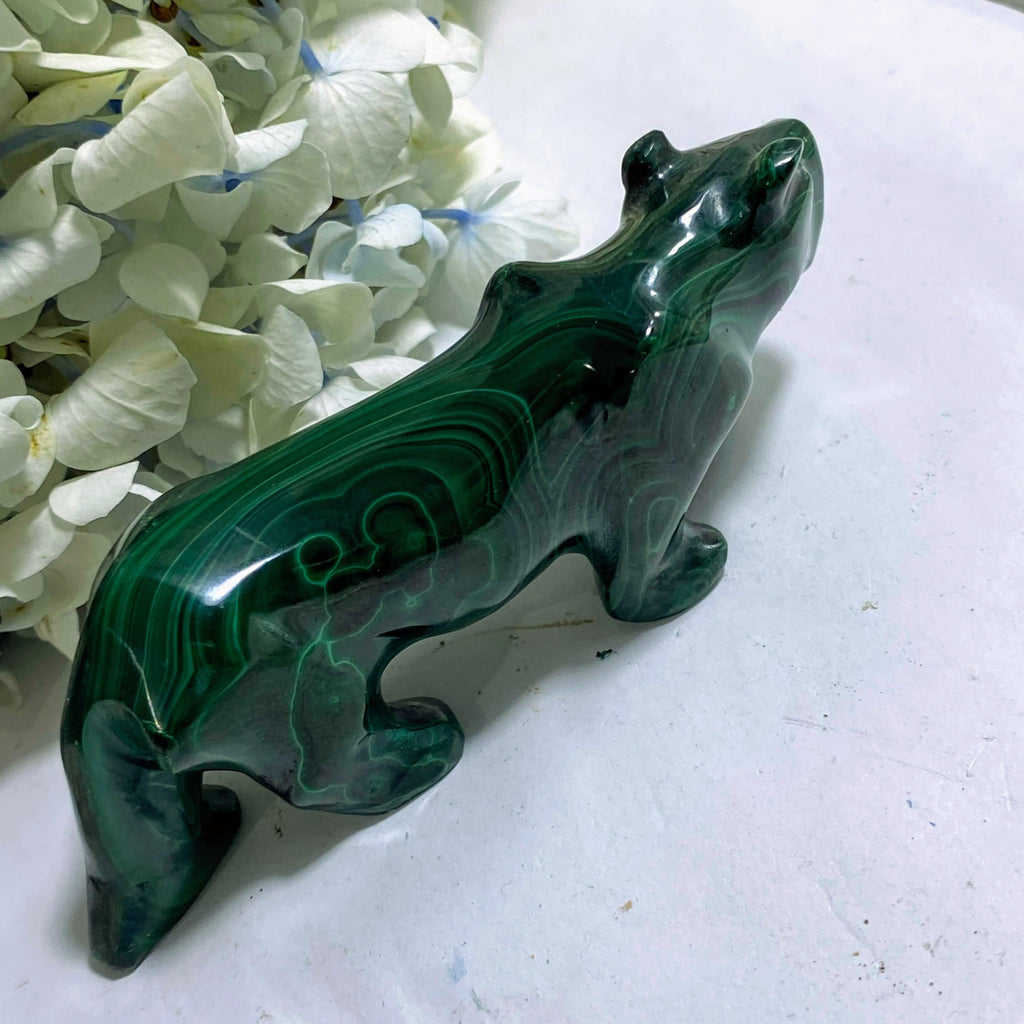 Majestic Malachite Puma Display Carving #1 - Earth Family Crystals