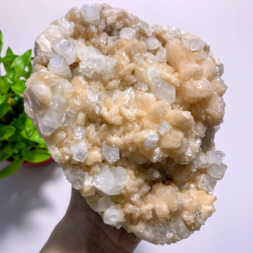 Incredible Stilbite & Clear Apophyllite XL Cluster With Frosted Apophyllite Druzy Dusting~Locality India - Earth Family Crystals