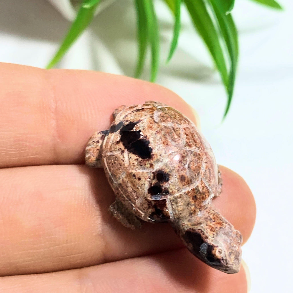 Cute Mexican Fire Opal Turtle Dainty Carving Specimen #1 - Earth Family Crystals