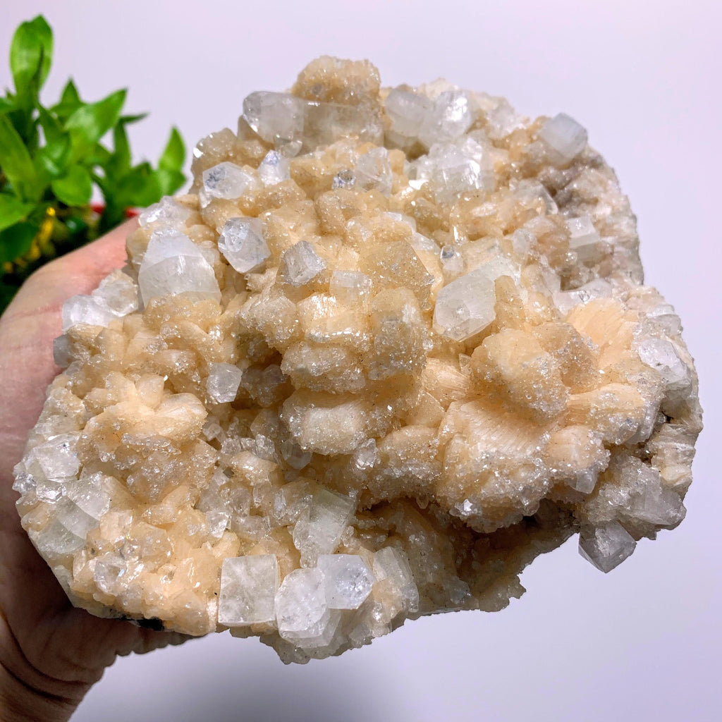 Incredible Stilbite & Clear Apophyllite XL Cluster With Frosted Apophyllite Druzy Dusting~Locality India - Earth Family Crystals