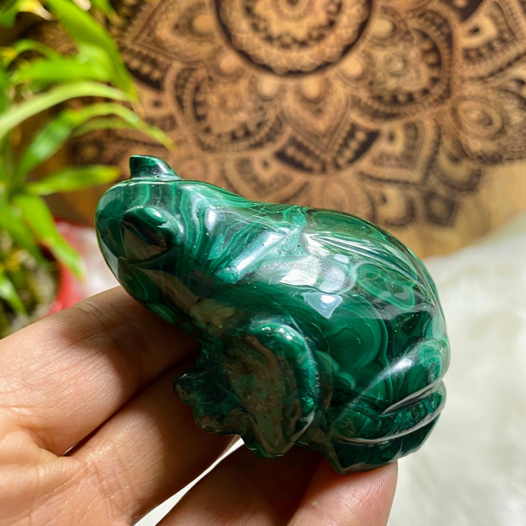 Adorable Large Malachite Frog Carving - Earth Family Crystals