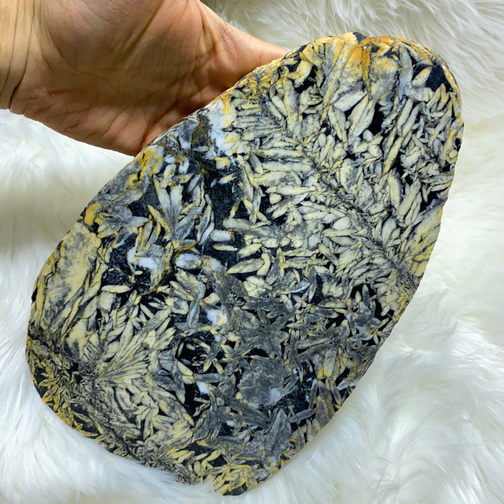 Picturesque XXL  Pinolite Partially Polished Display  Specimen (Locale: Canadian Mountains) - Earth Family Crystals