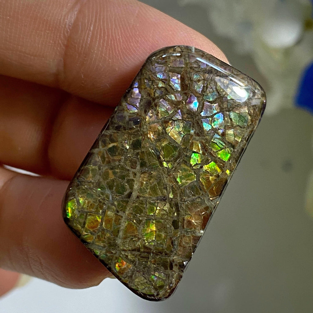 Genuine Ammolite Fossil Cabochon From Alberta~ Perfect for Crafting #1 - Earth Family Crystals