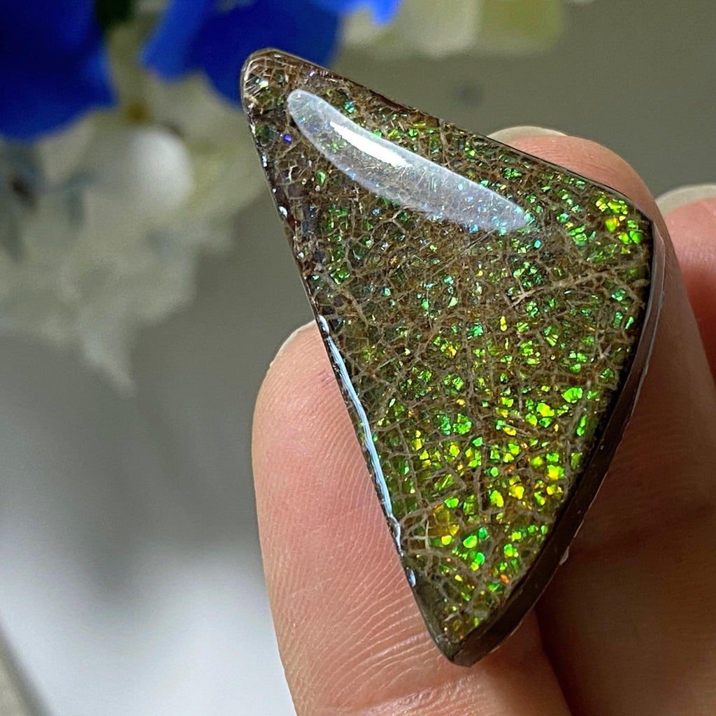 Genuine Ammolite Fossil Cabochon From Alberta~ Perfect for Crafting #2 - Earth Family Crystals