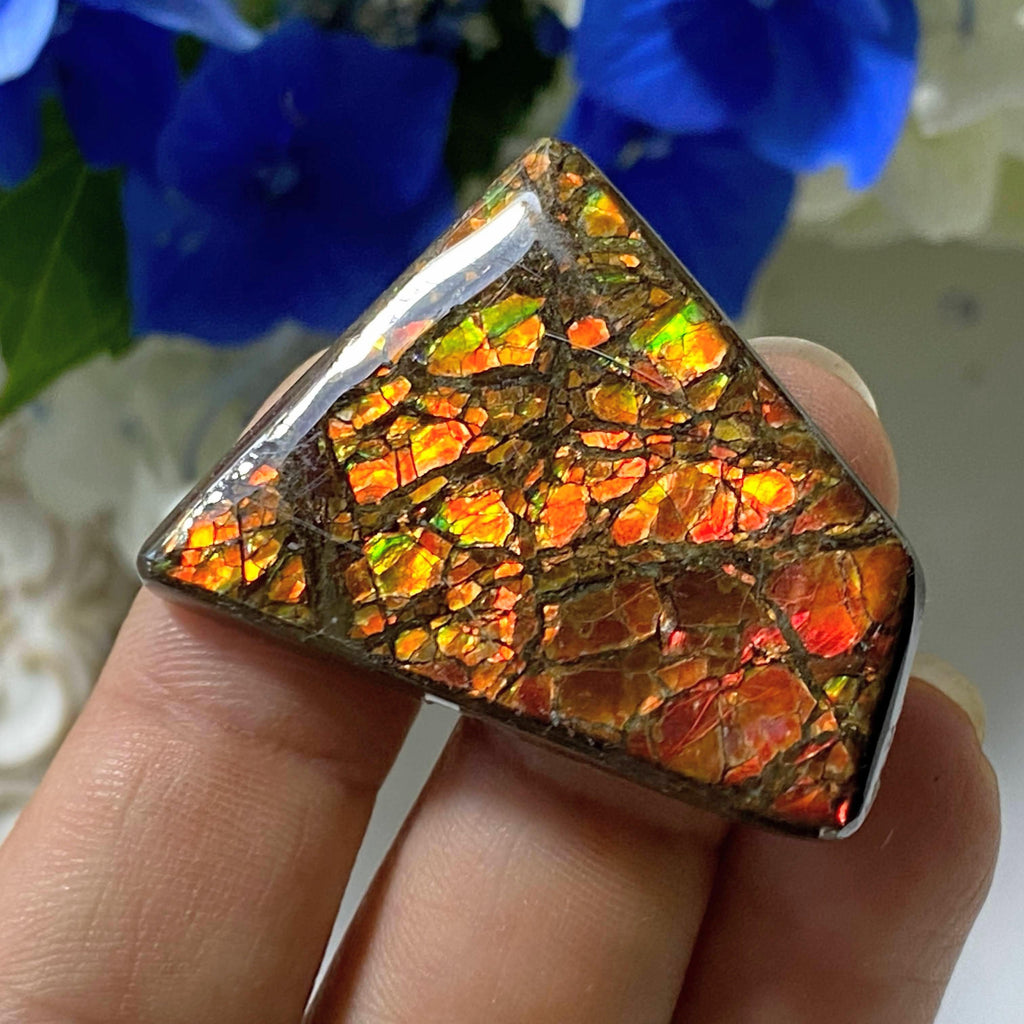 Genuine Ammolite Fossil Cabochon From Alberta~ Perfect for Crafting #3 - Earth Family Crystals