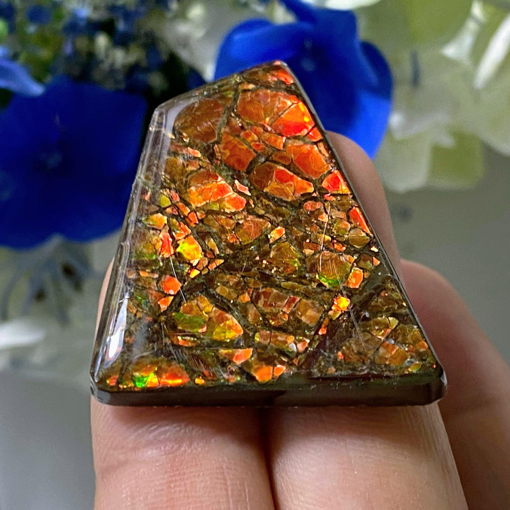 Genuine Ammolite Fossil Cabochon From Alberta~ Perfect for Crafting #3 - Earth Family Crystals