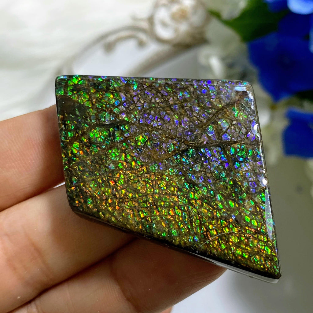 Gorgeous Rare Purple Flashes Genuine Large Ammolite Cabochon From Alberta~ Perfect for Crafting - Earth Family Crystals