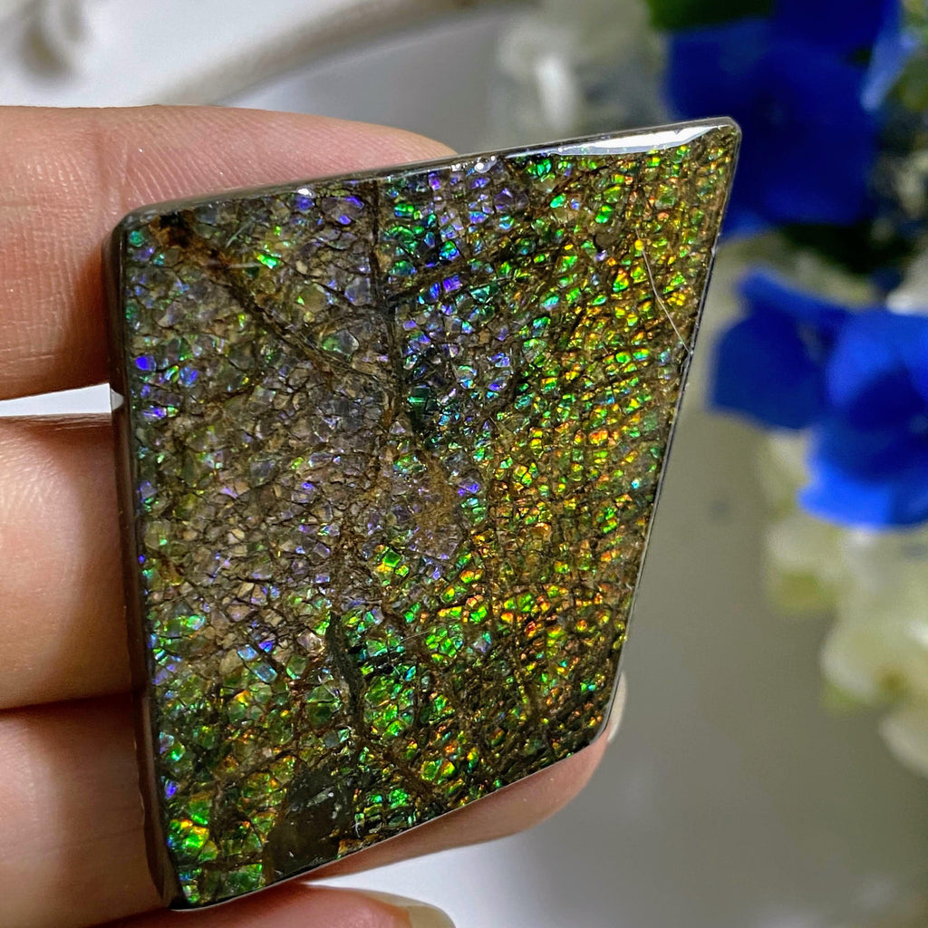 Gorgeous Rare Purple Flashes Genuine Large Ammolite Cabochon From Alberta~ Perfect for Crafting - Earth Family Crystals