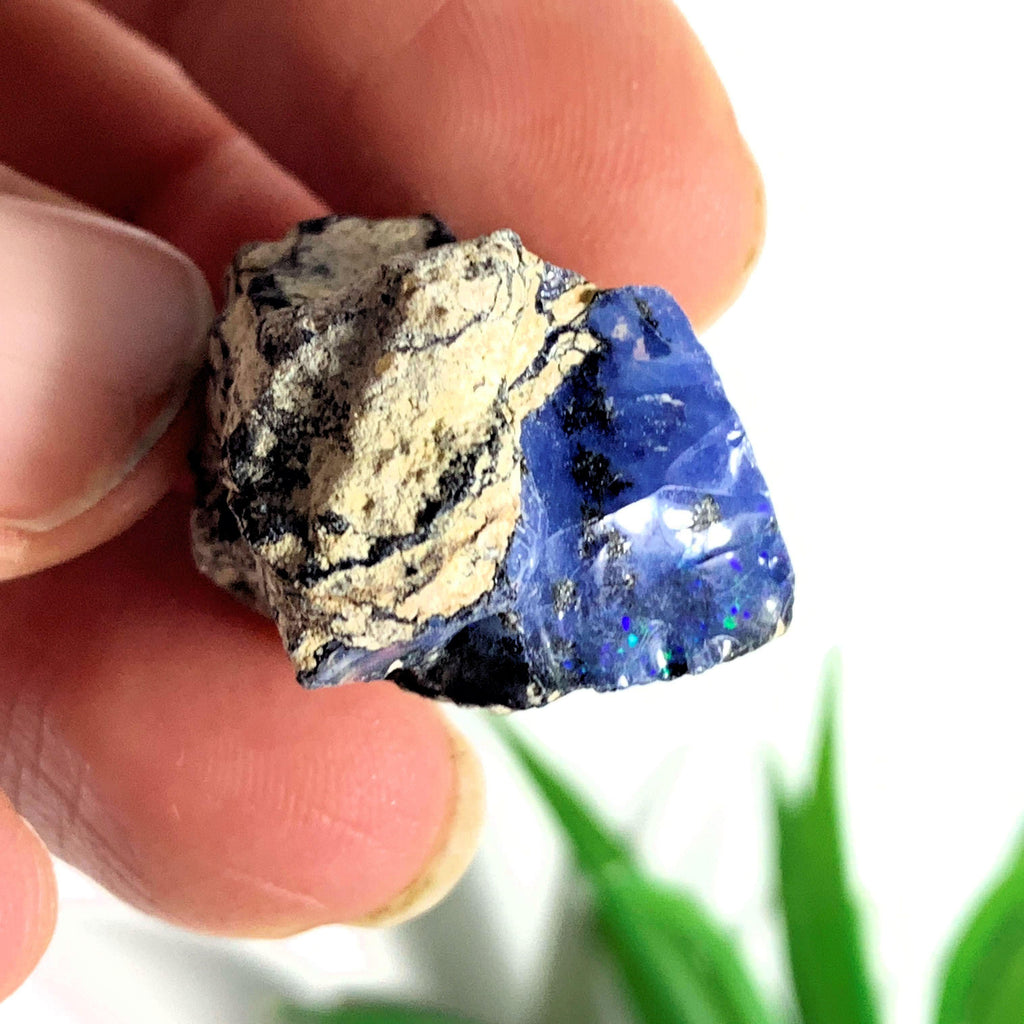 Rare Blue Ethiopian Opal Raw & Natural Collectors Specimen - Earth Family Crystals