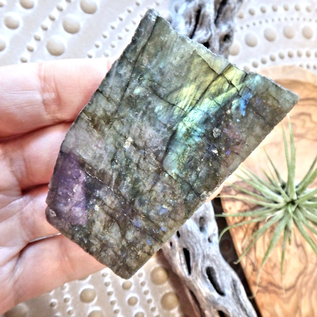 Lifted Spirit Partially Polished Labradorite Standing Specimen - Earth Family Crystals